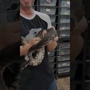 Angriest Of All Ball Pythons She Da Angry Queen