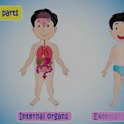 Organ System External Internal Body Parts Human Organ Systems Body Parts Science