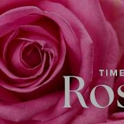 Timelapse Watch Beautiful Roses Bloom