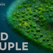 The Complicated Relationships Of The Microcosmos