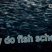 Why Do Fish School Getting Fish Schooled With Animal Care Specialist Ray