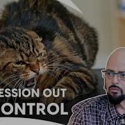 Will Jackson Restore Relation Between These Cats Owner My Cat From Hell S6 E4 5 6 Animal Planet