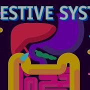 How Our Digestive System Works
