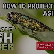 How To Protect Ash Trees From Emerald Ash Borer