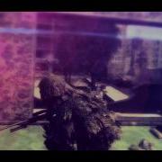 Creatuh Cod4 Mini Edit