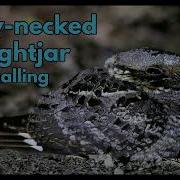 FIERY NECKED NIGHTJAR Calling The Iconic Sound Of The African Nights