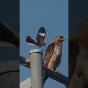 Mockingbird Attacks Red Tailed Hawk