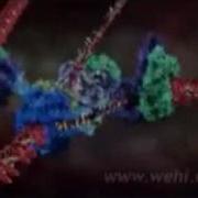 DNA Replication