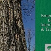 Emerald Ash Borer Identification And Treatment Willow Tree Landscape Services