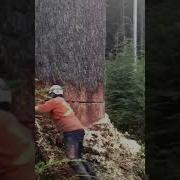 A Clever Idea To Cutting Down This HUGE Tree Tree Short Shorts Shortvideo Shortsvideo Fypシ