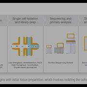 Illumina Single Cell Sequencing And Analysis Workflow