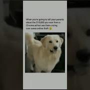 Coding Java Python Funny Meme Shorts Youtubeshorts