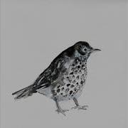 Cosmo Sheldrake Dawn Chorus