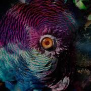 Flume 2022