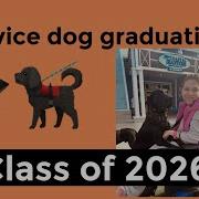 The Service Dog Takes The Public Access Test And Graduates