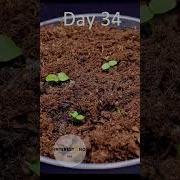 83 Days In 15s Growing A Kiwi Plant From Seed Time Lapse Shorts Timelapse