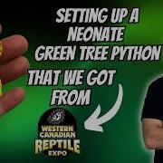 Setting Up A Neonate Green Tree Python