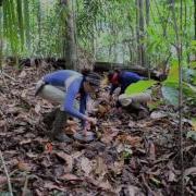 Pan Collecting Leaf Litter Samples