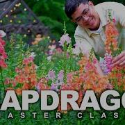 How To Grow Snapdragon From Seed To Bouquet Cut Flower Garden