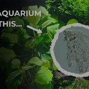 Amoeba Proteus Жизнь без формы