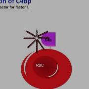 C4bp