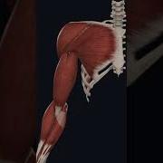 Coracoid Process Shoulder Anatomy Massage Therapists