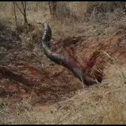 Biggest African Rock Python Ever Caught On Camera African Rock Python