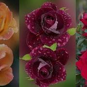 Rose Time Lapse From Birth To Death