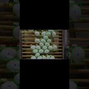 Real Time Egg Counting With Computer Vision