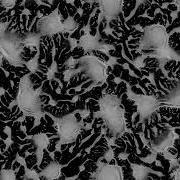 Physarum Simulation No 15