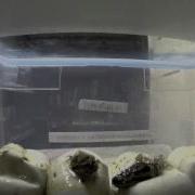 Time Lapse Ball Pythons Hatching