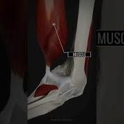 Tendon Connective Tissue Bone And Muscle Bones Anatomy Humerus Skeleton Biology Tendon