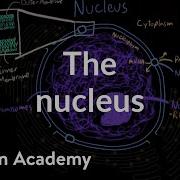 The Nucleus Cells MCAT Khan Academy