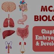MCAT Biology Chapter 3 Embryogenesis And Development 1 1