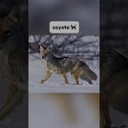 ANIMALI CHE REAGISCONO AD ATTACCHI DI RABBIA Cosechenonsai Curiosità