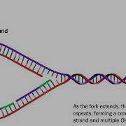 DNA Replication The Process Simplified