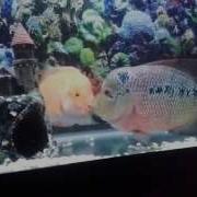 Trimac FlowerHorn VS Red Devil