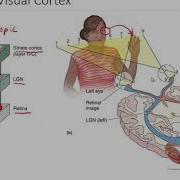 OSSM Neuro Глава 10 Первичная зрительная кора