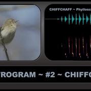 SPECTROGRAM 2 CHIFFCHAFF An Aid To Understanding And Visualising Birdsong