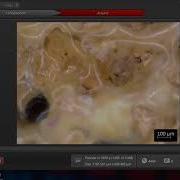 3 Leica Optical Microscope Software Part 1