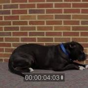 Dog Laying Down Animation Reference Video