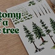 Watercolor Pine Trees Broken Down Into An Easy To Understand Painting Formula