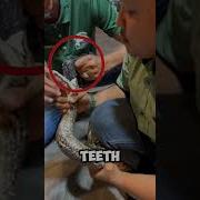 You Won T Believe How Many Teeth Snakes Really Have Shorts Youtubeshorts