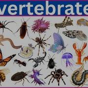 Invertebrates 100 Incredible Invertebrates