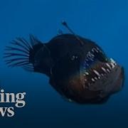 Rare Deep Sea Anglerfish Spotted On Ocean S Surface For First Time