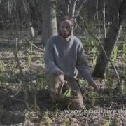 Foraging Wild Harvesting Fiddleheads