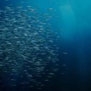 Flock Of Fish