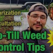 No Till Weed Control Tips Tarps Solarization And Occultation