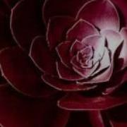 Sting Cheb Mami Desert Rose Techno Remix