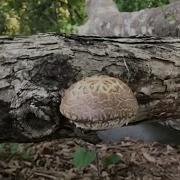 3F 1 Year Day 140 Inoculating Logs With Shiitake Mushroom Spawn
